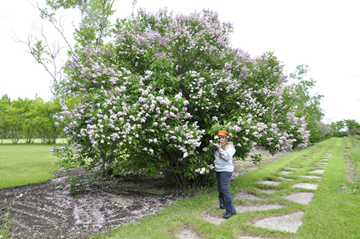 Karen Duquette smells her favorite flower, the lilac